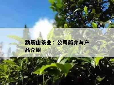 勐乐山茶业：公司简介与产品介绍