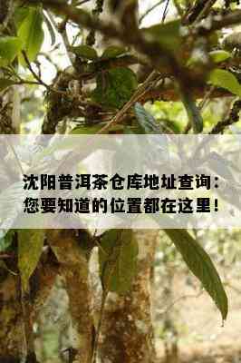 沈阳普洱茶仓库地址查询：您要知道的位置都在这里！