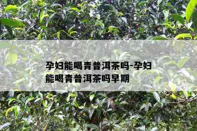 孕妇能喝青普洱茶吗-孕妇能喝青普洱茶吗早期