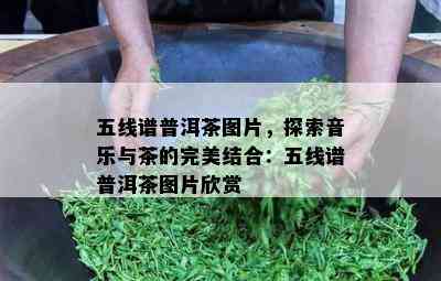 五线谱普洱茶图片，探索音乐与茶的完美结合：五线谱普洱茶图片欣赏