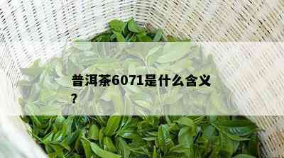 普洱茶6071是什么含义？