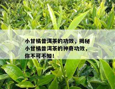 小甘橘普洱茶的功效，揭秘小甘橘普洱茶的神奇功效，你不可不知！