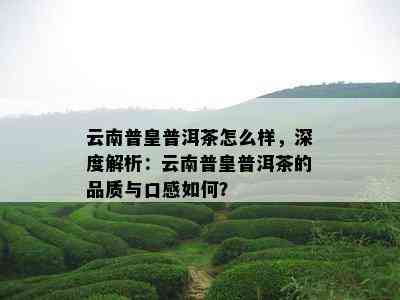 云南普皇普洱茶怎么样，深度解析：云南普皇普洱茶的品质与口感如何？