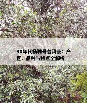 90年代杨聘号普洱茶：产区、品种与特点全解析