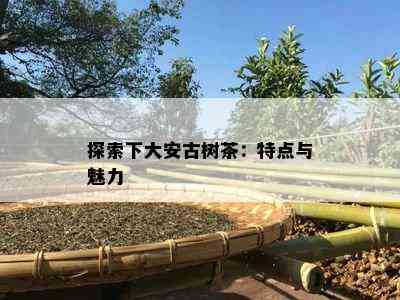 探索下大安古树茶：特点与魅力