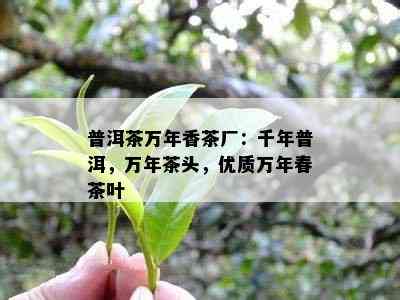 普洱茶万年香茶厂：千年普洱，万年茶头，优质万年春茶叶