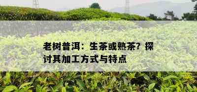 老树普洱：生茶或熟茶？探讨其加工方法与特点