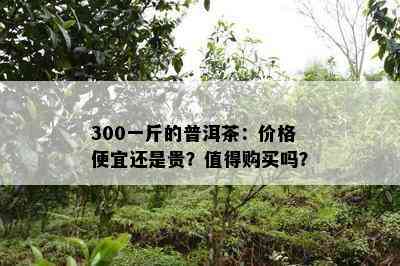 300一斤的普洱茶：价格便宜还是贵？值得购买吗？