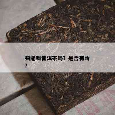 狗能喝普洱茶吗？是否有？