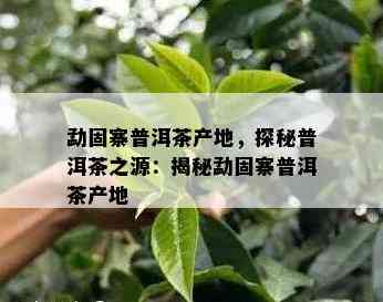 勐固寨普洱茶产地，探秘普洱茶之源：揭秘勐固寨普洱茶产地