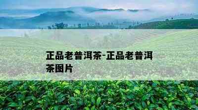 正品老普洱茶-正品老普洱茶图片