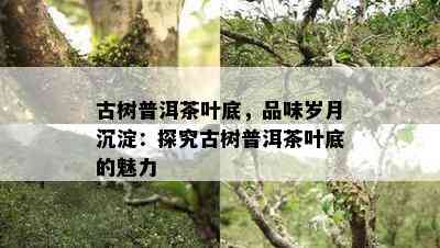 古树普洱茶叶底，品味岁月沉淀：探究古树普洱茶叶底的魅力