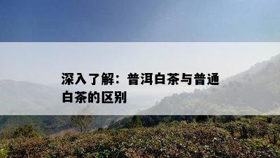 深入了解：普洱白茶与普通白茶的区别