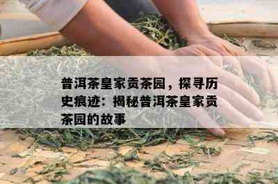 普洱茶皇家贡茶园，探寻历史痕迹：揭秘普洱茶皇家贡茶园的故事