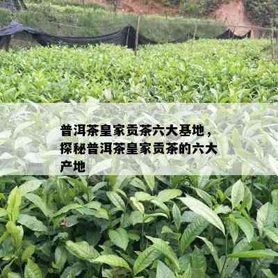 普洱茶皇家贡茶六大基地，探秘普洱茶皇家贡茶的六大产地