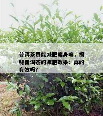 普洱茶真能减肥瘦身嘛，揭秘普洱茶的减肥效果：真的有效吗？