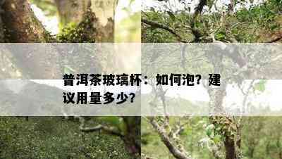 普洱茶玻璃杯：如何泡？建议用量多少？