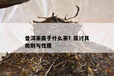 普洱茶属于什么茶？探讨其类别与性质