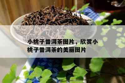 小桃子普洱茶图片，欣赏小桃子普洱茶的美丽图片