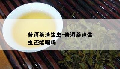 普洱茶渣生虫-普洱茶渣生虫还能喝吗