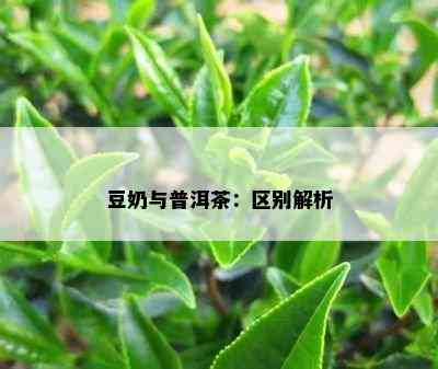 豆奶与普洱茶：区别解析