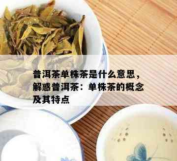 普洱茶单株茶是什么意思，解惑普洱茶：单株茶的概念及其特点