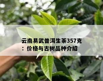 云南易武普洱生茶357克：价格与古树品种介绍