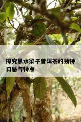 探究黑水梁子普洱茶的特别口感与特点