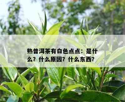 熟普洱茶有白色点点：是什么？什么起因？什么东西？