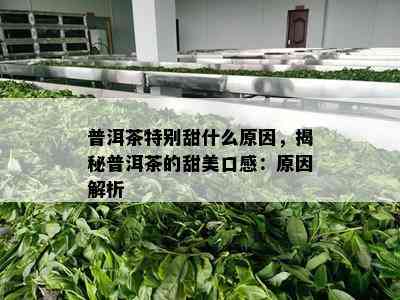 普洱茶特别甜什么起因，揭秘普洱茶的甜美口感：起因解析