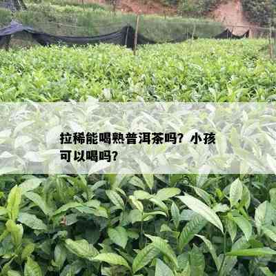 拉稀能喝熟普洱茶吗？小孩可以喝吗？