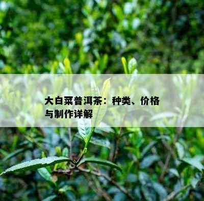 大白菜普洱茶：种类、价格与制作详解