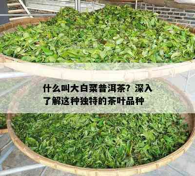 什么叫大白菜普洱茶？深入熟悉这类特别的茶叶品种