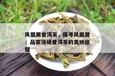 风凰窝普洱茶，探寻凤凰窝：品尝顶级普洱茶的美妙旅程