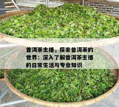 普洱茶主播，探索普洱茶的世界：深入熟悉普洱茶主播的日常生活与专业知识