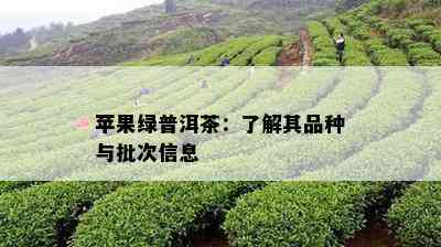 苹果绿普洱茶：了解其品种与批次信息