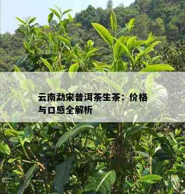 云南勐宋普洱茶生茶：价格与口感全解析