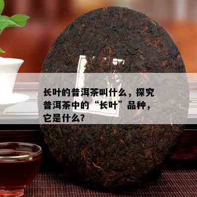 长叶的普洱茶叫什么，探究普洱茶中的“长叶”品种，它是什么？