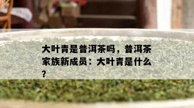 大叶青是普洱茶吗，普洱茶家族新成员：大叶青是什么？