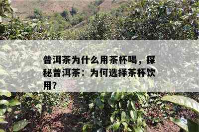 普洱茶为什么用茶杯喝，探秘普洱茶：为何选择茶杯饮用？