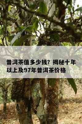 普洱茶值多少钱？揭秘十年以上及97年普洱茶价格