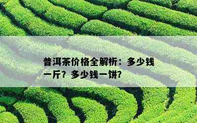 普洱茶价格全解析：多少钱一斤？多少钱一饼？