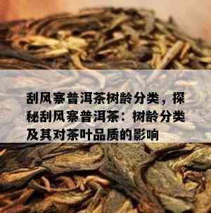 刮风寨普洱茶树龄分类，探秘刮风寨普洱茶：树龄分类及其对茶叶品质的作用