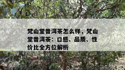 梵山堂普洱茶怎么样，梵山堂普洱茶：口感、品质、性价比全方位解析