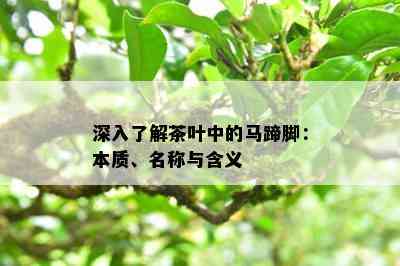 深入熟悉茶叶中的马蹄脚：本质、名称与含义