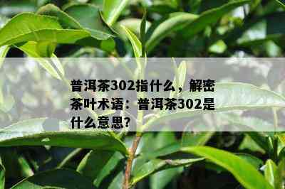 普洱茶302指什么，解密茶叶术语：普洱茶302是什么意思？