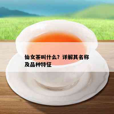 仙女茶叫什么？详解其名称及品种特征