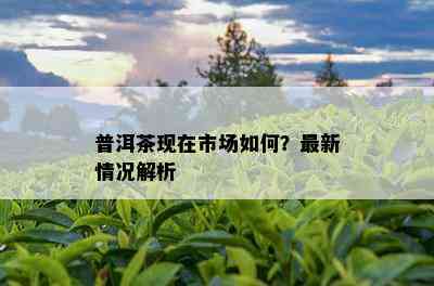 普洱茶现在市场怎样？最新情况解析