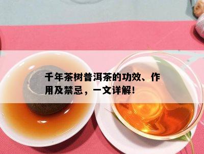 千年茶树普洱茶的功效、作用及禁忌，一文详解！