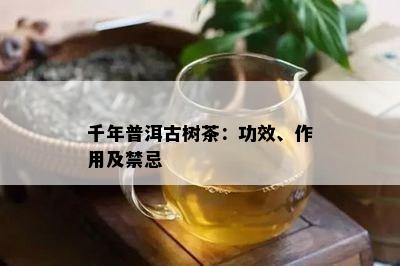 千年普洱古树茶：功效、作用及禁忌